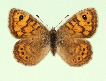 quadriocellata Wall (Lassiommata megaera)