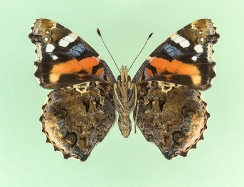 ab. nov Red Admiral (Vanessa atalanta)