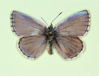suffusa Adonis Blue (Polyommatus (Lysandra) bellargus)