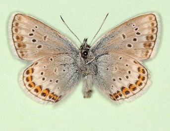glomerata Silver-studded Blue (Plebejus argus)