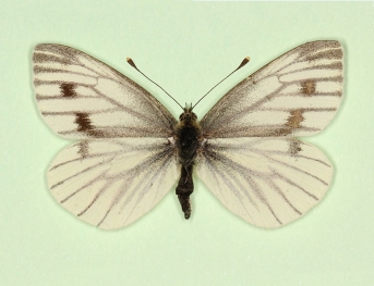 nov Green-veined White (Pieris napi)