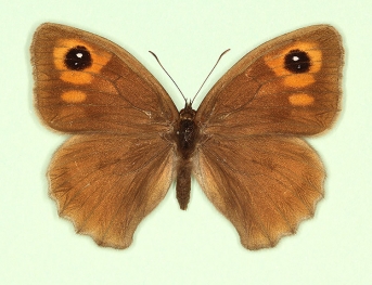 anticrassipuncta Meadow Brown (Maniola jurtina)