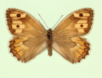 postcaeca Grayling (Hipparchia semele)
