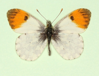 striata Orange-tip (Anthocharis cardamines)