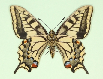 occlusa Swallowtail (Papilio machaon)