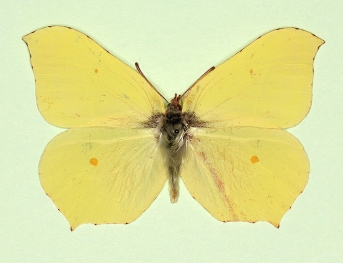 nov Brimstone (Gonepteryx rhamni)