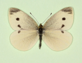 Small White (Pieris rapae) butterfly aberrations