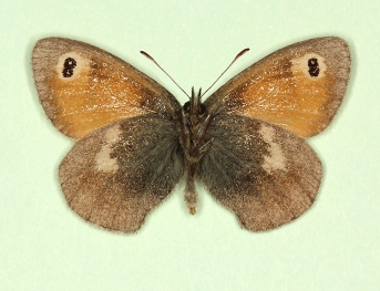 biocellata Small Heath (Coenonympha pamphilus)