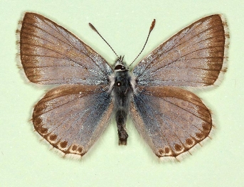 ultralavendula Chalkhill Blue (Polyommatus (Lysandra) coridon)