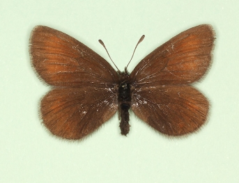 obsoleta Mountain Ringlet (Erebia epiphron)