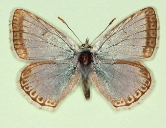fuscamargo Chalkhill Blue (Polyommatus (Lysandra) coridon)