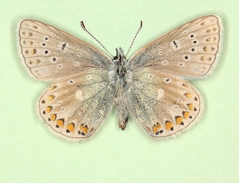 anticoglomerata + semipersica Common Blue (Polyommatus (Lysandra) icarus)