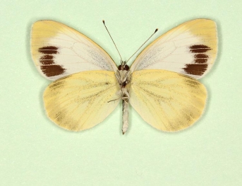 funebris Green-veined White (Pieris napi)