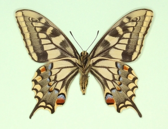 nervosa Swallowtail (Papilio machaon)