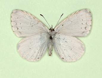 paucipuncta Holly Blue (Celastrina argiolus)