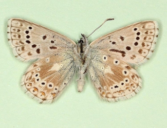 postsinisincrescens + sinis-i-nigrum Chalkhill Blue (Polyommatus (Lysandra) coridon)