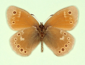 ejecta Large heath (Coenonympha tullia)