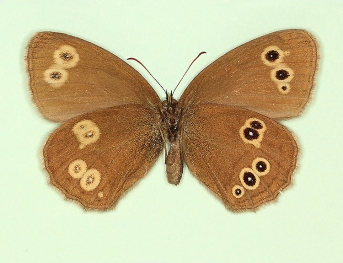 sinis-chrysophalaros Ringlet (Aphantopus hyperanthus)