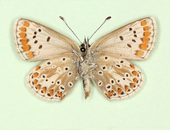 albicans Brown Argus (Aricia agestis)