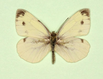 nov Green-veined White (Pieris napi)