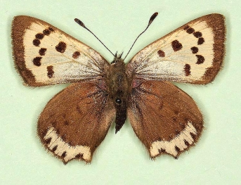 schmidtii Small Copper (Lycaena phlaeas)