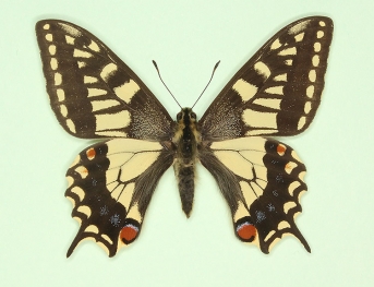 inornatus Swallowtail (Papilio machaon)