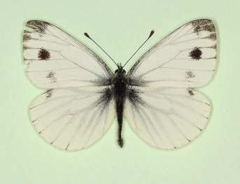 bimaculata Green-veined White (Pieris napi)