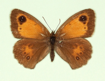 excessa Gatekeeper (Pyronia tithonus)