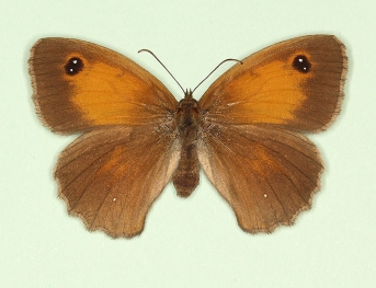 lugens Gatekeeper (Pyronia tithonus)