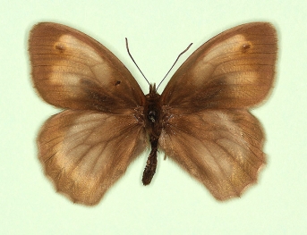 radiata Meadow Brown (Maniola jurtina)