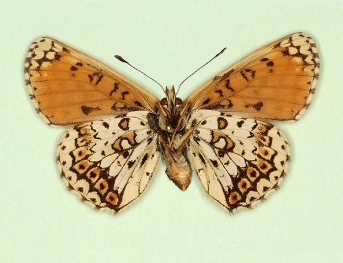 interrupta Glanville Fritillary (Melitaea cinxia)