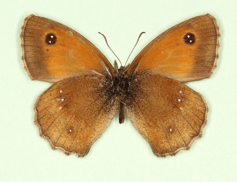 lugens Gatekeeper (Pyronia tithonus)