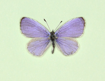 minor Holly Blue (Celastrina argiolus)