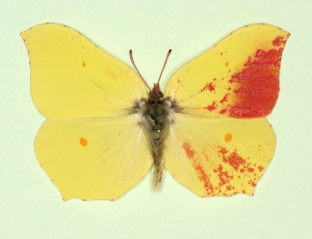 roseotincta Brimstone (Gonepteryx rhamni)