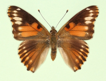 to name Painted Lady (Vanessa cardui)