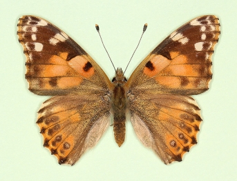to name Painted Lady (Vanessa cardui)