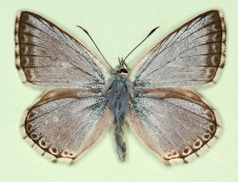 signata Chalkhill Blue (Polyommatus (Lysandra) coridon)