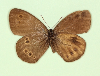 nov Ringlet (Aphantopus hyperanthus)