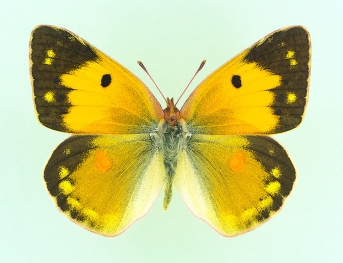 basisuffusa Clouded Yellow (Colias croceus)