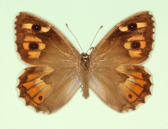 macrocellata Grayling (Hipparchia semele)