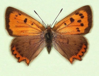 antisinusoblitera Small Copper (Lycaena phlaeas)