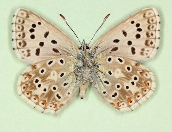 postunielongata Chalkhill Blue (Polyommatus (Lysandra) coridon)