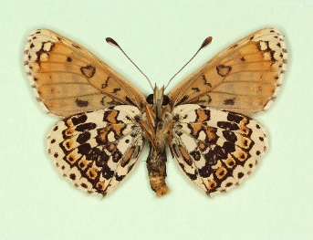 wittei Glanville Fritillary (Melitaea cinxia)