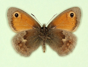 addenda Small Heath (Coenonympha pamphilus)