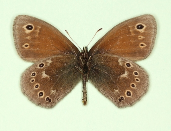antedefasciata Large heath (Coenonympha tullia)
