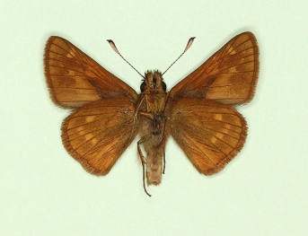 fuscus Large Skipper (Ochlodes sylvanus)