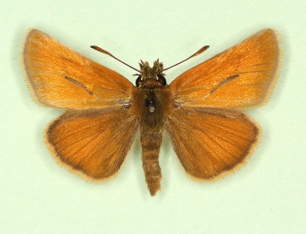lategrisea Small Skipper (Thymelicus sylvestris)