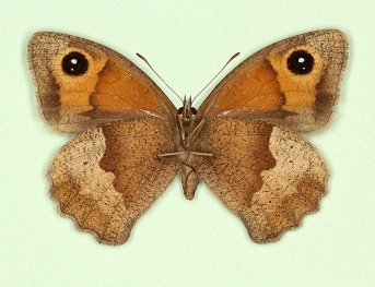bioculata Meadow Brown (Maniola jurtina)
