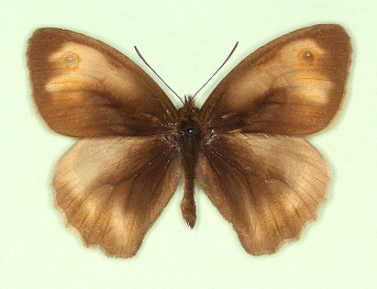 radiata Meadow Brown (Maniola jurtina)