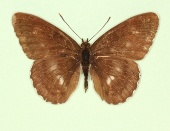 obliterata White Admiral (Limenitis camilla)